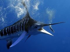 amazing fish
